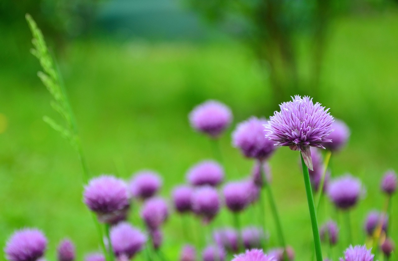 How to Grow an Herb Garden on Your Balcony